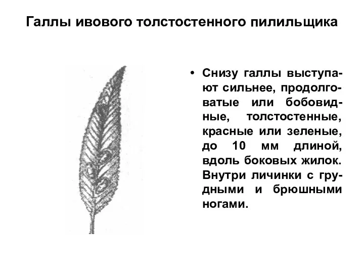 Галлы ивового толстостенного пилильщика Снизу галлы выступа-ют сильнее, продолго-ватые или бобовид-ные,