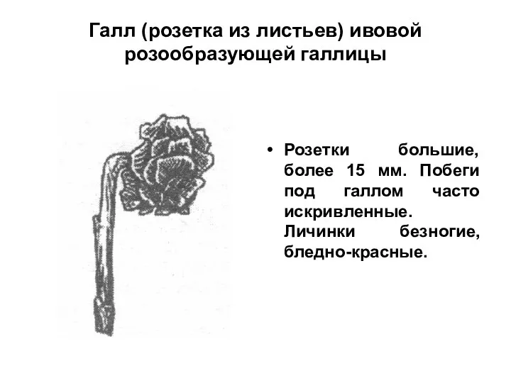 Галл (розетка из листьев) ивовой розообразующей галлицы Розетки большие, более 15