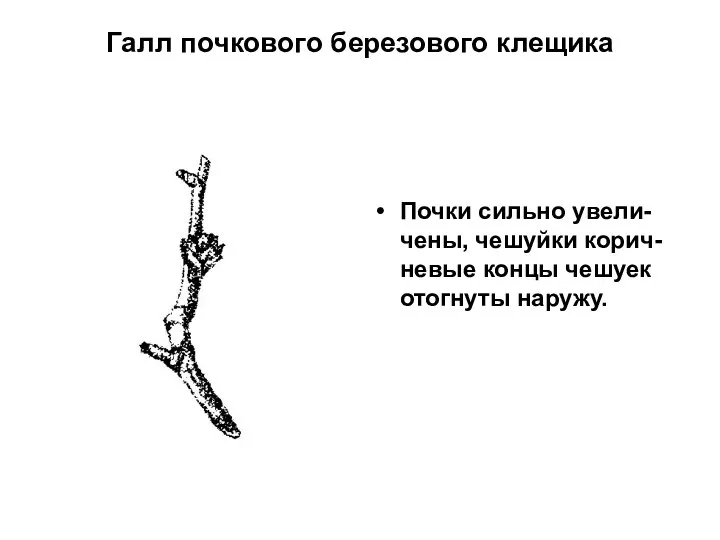 Галл почкового березового клещика Почки сильно увели-чены, чешуйки корич-невые концы чешуек отогнуты наружу.