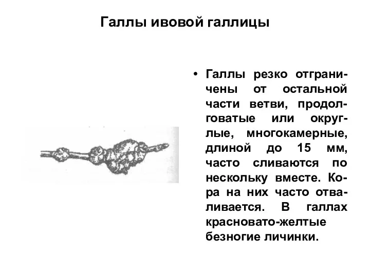 Галлы ивовой галлицы Галлы резко отграни-чены от остальной части ветви, продол-говатые