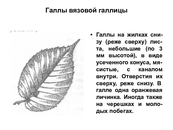 Галлы вязовой галлицы Галлы на жилках сни-зу (реже сверху) лис-та, небольшие