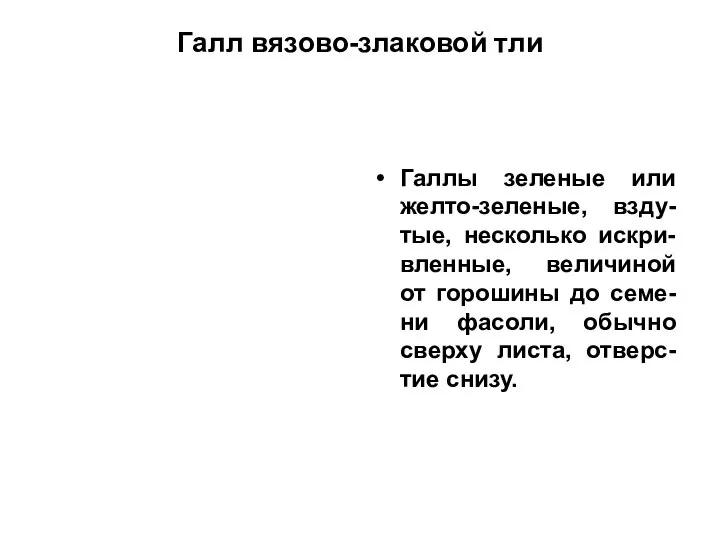 Галл вязово-злаковой тли Галлы зеленые или желто-зеленые, взду-тые, несколько искри-вленные, величиной