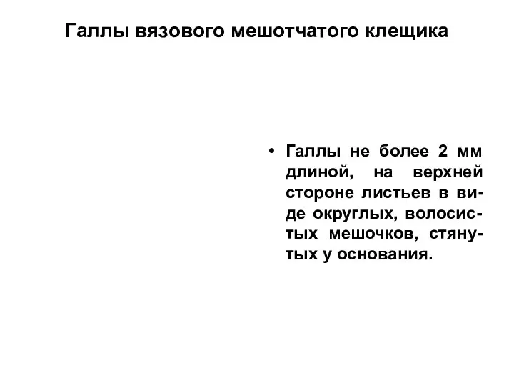 Галлы вязового мешотчатого клещика Галлы не более 2 мм длиной, на