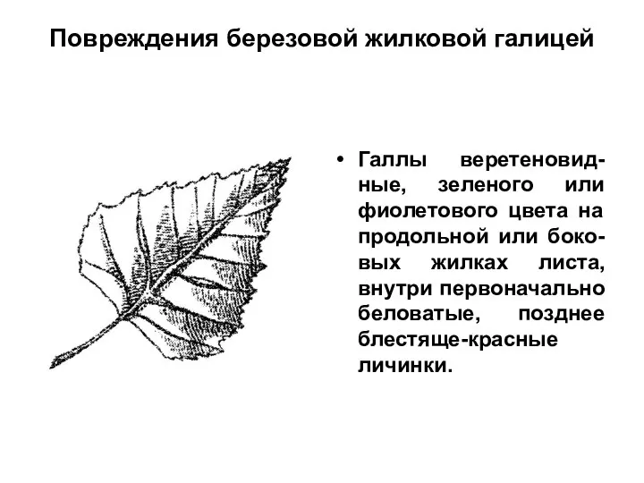 Повреждения березовой жилковой галицей Галлы веретеновид-ные, зеленого или фиолетового цвета на