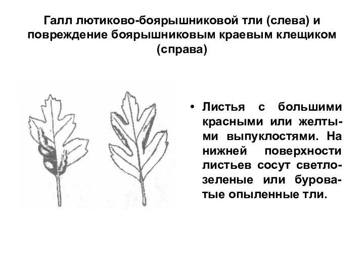 Галл лютиково-боярышниковой тли (слева) и повреждение боярышниковым краевым клещиком (справа) Листья