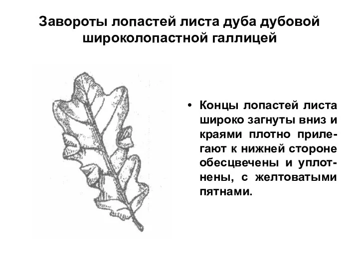 Завороты лопастей листа дуба дубовой широколопастной галлицей Концы лопастей листа широко