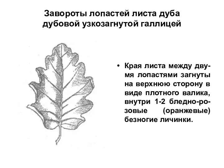 Завороты лопастей листа дуба дубовой узкозагнутой галлицей Края листа между дву-мя