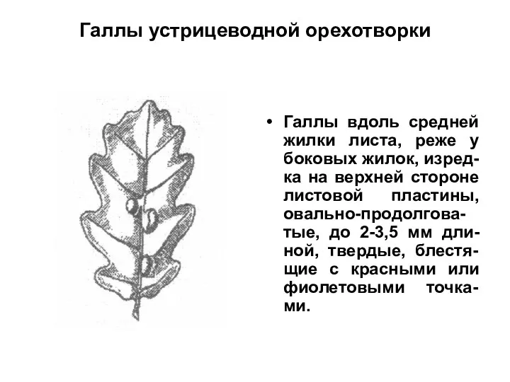 Галлы устрицеводной орехотворки Галлы вдоль средней жилки листа, реже у боковых