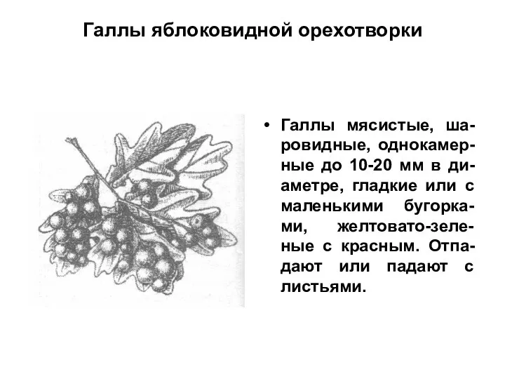 Галлы яблоковидной орехотворки Галлы мясистые, ша-ровидные, однокамер-ные до 10-20 мм в