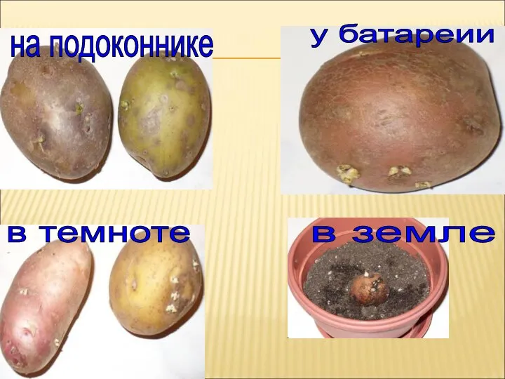 на подоконнике у батареии в темноте в земле