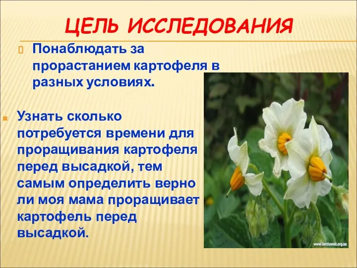 ЦЕЛЬ ИССЛЕДОВАНИЯ Понаблюдать за прорастанием картофеля в разных условиях. Узнать сколько