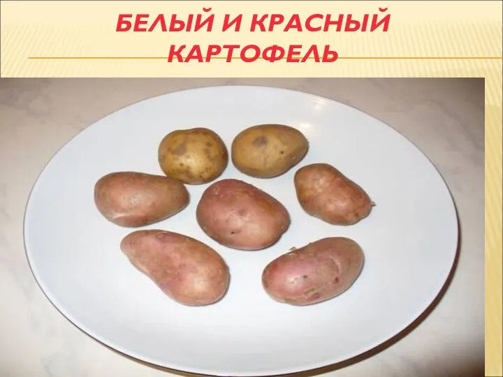 БЕЛЫЙ И КРАСНЫЙ КАРТОФЕЛЬ