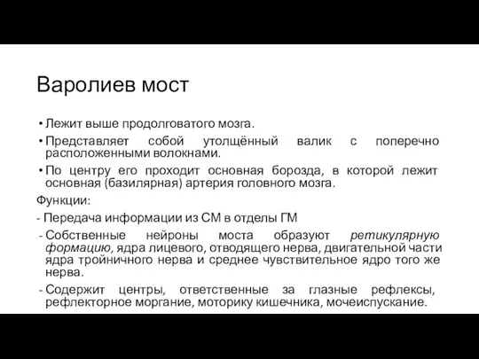 Варолиев мост Лежит выше продолговатого мозга. Представляет собой утолщённый валик с