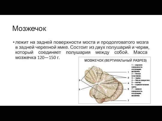 Мозжечок лежит на задней поверхности моста и продолговатого мозга в задней