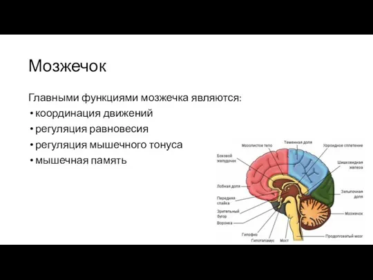 Мозжечок Главными функциями мозжечка являются: координация движений регуляция равновесия регуляция мышечного тонуса мышечная память