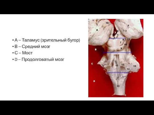 А – Таламус (зрительный бугор) В – Средний мозг С – Мост D – Продолговатый мозг