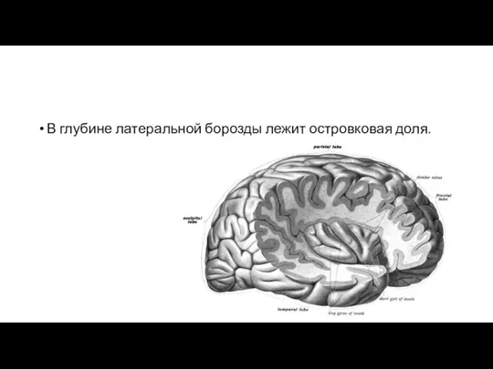 В глубине латеральной борозды лежит островковая доля.