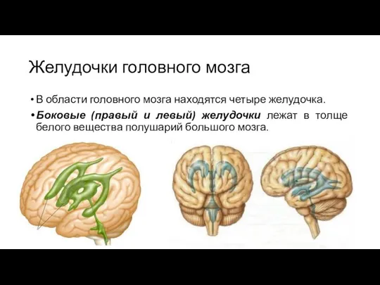 Желудочки головного мозга В области головного мозга находятся четыре желудочка. Боковые