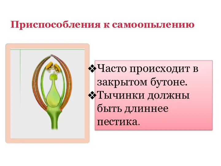 Приспособления к самоопылению Часто происходит в закрытом бутоне. Тычинки должны быть длиннее пестика.