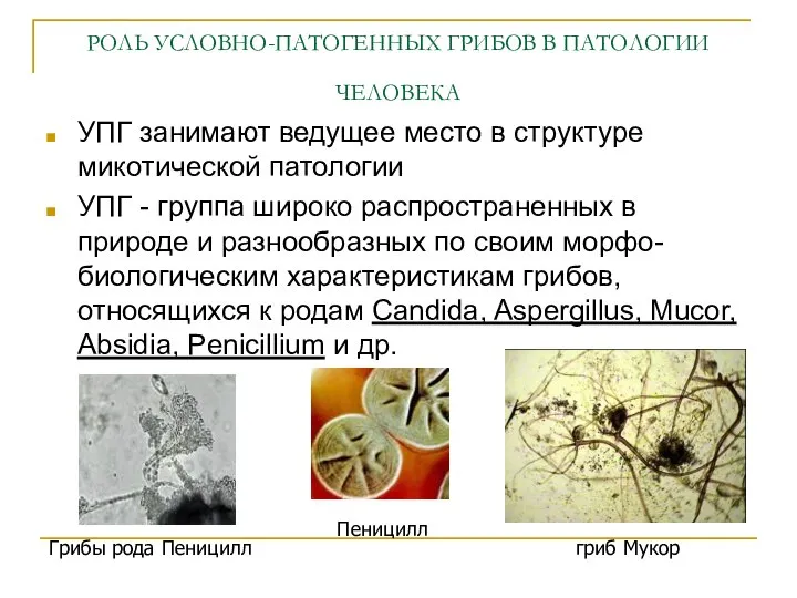 РОЛЬ УСЛОВНО-ПАТОГЕННЫХ ГРИБОВ В ПАТОЛОГИИ ЧЕЛОВЕКА УПГ занимают ведущее место в