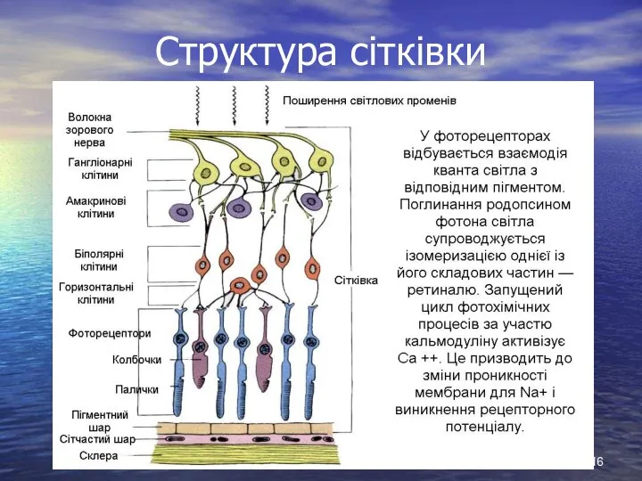 Структура сітківки