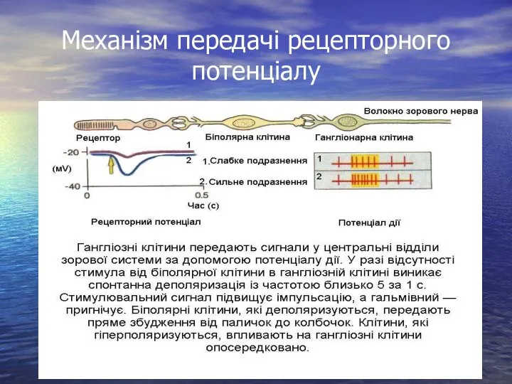 Механізм передачі рецепторного потенціалу