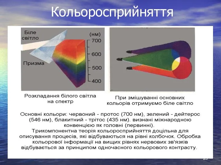 Кольоросприйняття