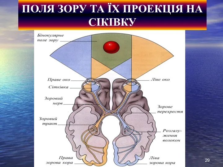 ПОЛЯ ЗОРУ ТА ЇХ ПРОЕКЦІЯ НА СІКІВКУ