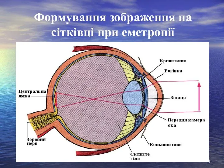 Формування зображення на сітківці при еметропії