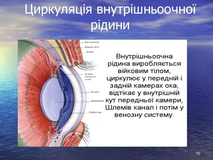 Циркуляція внутрішньоочної рідини