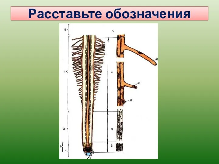 Расставьте обозначения