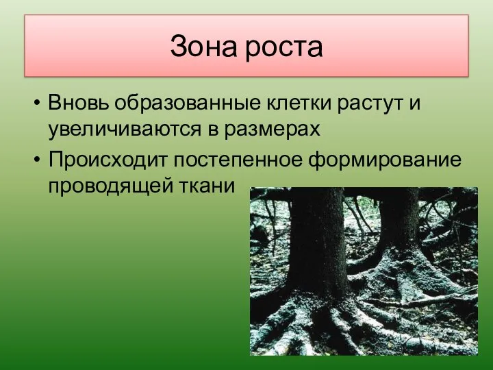 Зона роста Вновь образованные клетки растут и увеличиваются в размерах Происходит постепенное формирование проводящей ткани