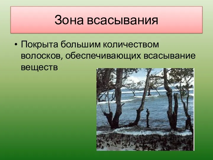 Зона всасывания Покрыта большим количеством волосков, обеспечивающих всасывание веществ