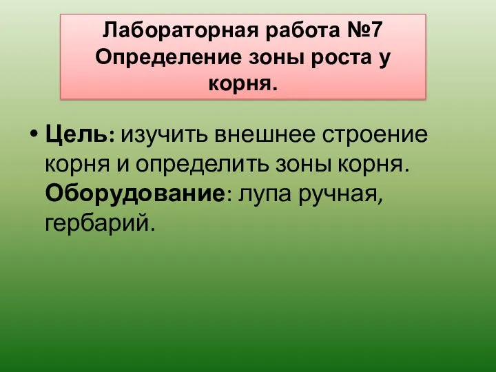 Цель: изучить внешнее строение корня и определить зоны корня. Оборудование: лупа