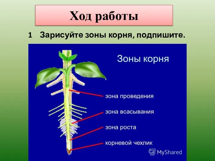 Ход работы 1 Зарисуйте зоны корня, подпишите.