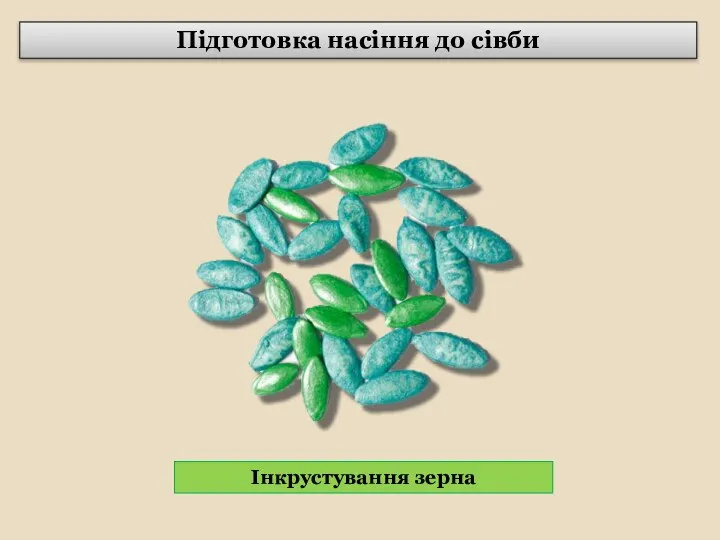 Підготовка насіння до сівби Інкрустування зерна