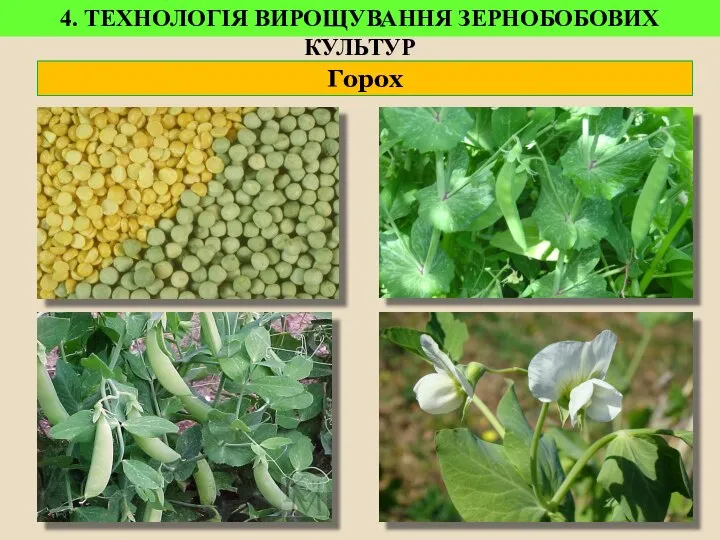 Горох 4. ТЕХНОЛОГІЯ ВИРОЩУВАННЯ ЗЕРНОБОБОВИХ КУЛЬТУР