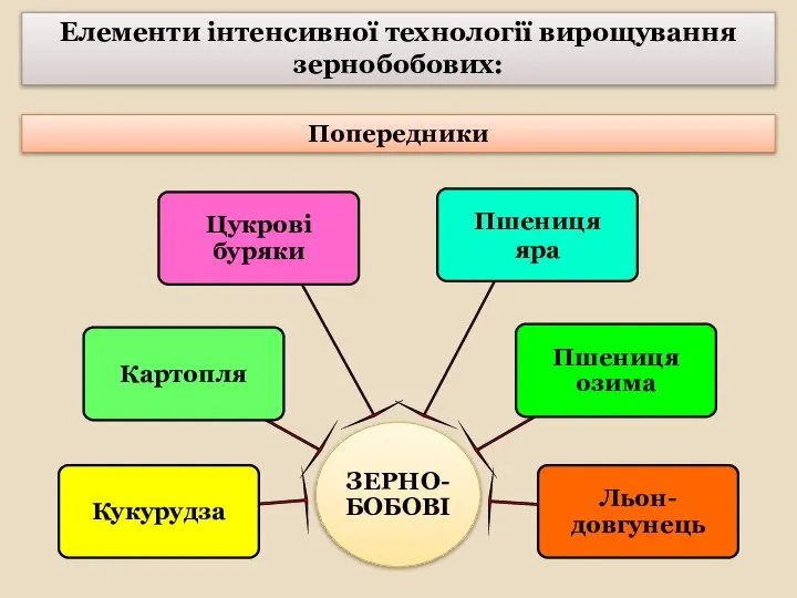 Попередники Елементи інтенсивної технології вирощування зернобобових: