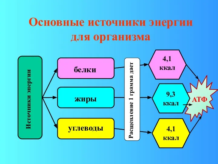 Основные источники энергии для организма Источники энергии белки жиры углеводы Расщепление