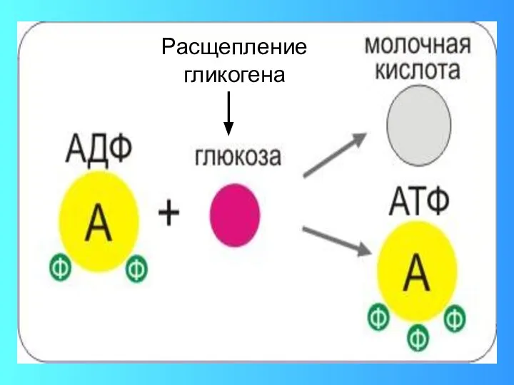 Расщепление гликогена