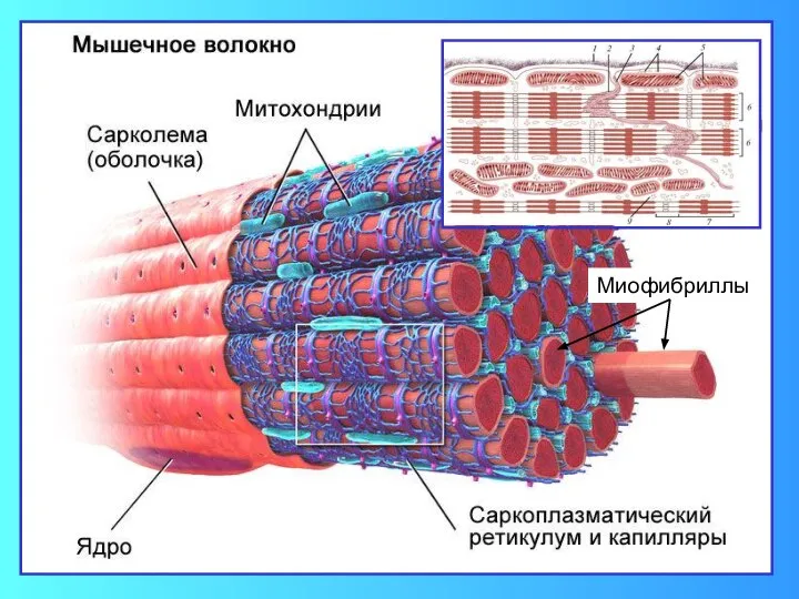 Миофибриллы