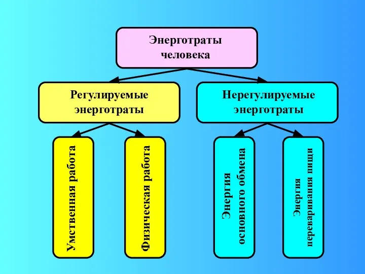 Энерготраты человека Регулируемые энерготраты Нерегулируемые энерготраты Умственная работа Физическая работа Энергия основного обмена Энергия переваривания пищи