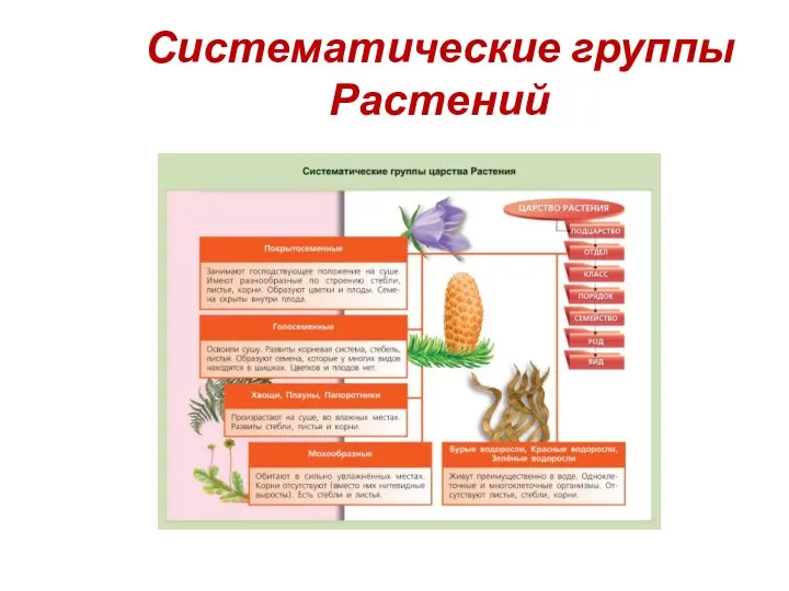 Систематические группы Растений