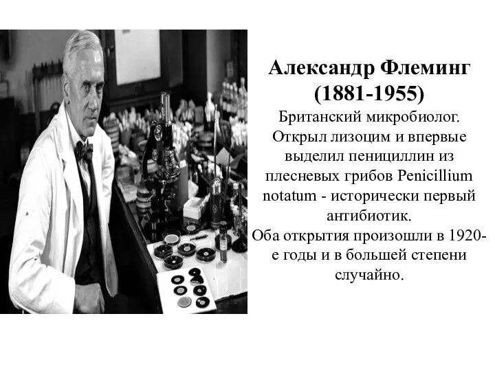 Александр Флеминг (1881-1955) Британский микробиолог. Открыл лизоцим и впервые выделил пенициллин