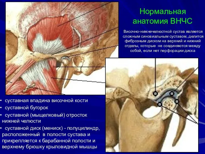 суставная впадина височной кости суставной бугорок суставной (мыщелковый) отросток нижней челюсти