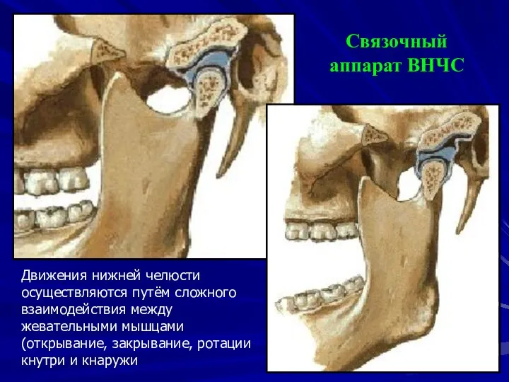 Движения нижней челюсти осуществляются путём сложного взаимодействия между жевательными мышцами (открывание,