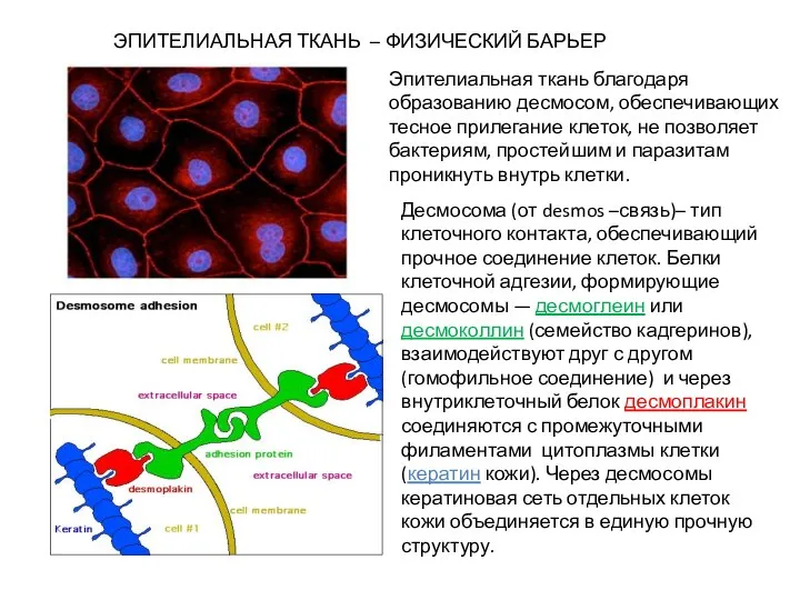 ЭПИТЕЛИАЛЬНАЯ ТКАНЬ – ФИЗИЧЕСКИЙ БАРЬЕР Эпителиальная ткань благодаря образованию десмосом, обеспечивающих