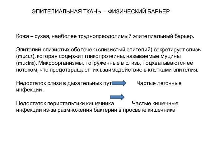 ЭПИТЕЛИАЛЬНАЯ ТКАНЬ – ФИЗИЧЕСКИЙ БАРЬЕР Кожа – сухая, наиболее труднопреодолимый эпителиальный