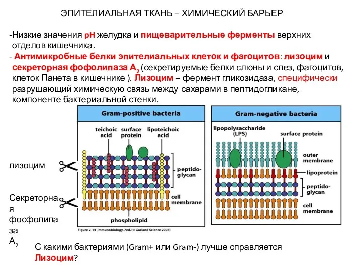 ЭПИТЕЛИАЛЬНАЯ ТКАНЬ – ХИМИЧЕСКИЙ БАРЬЕР Низкие значения pH желудка и пищеварительные