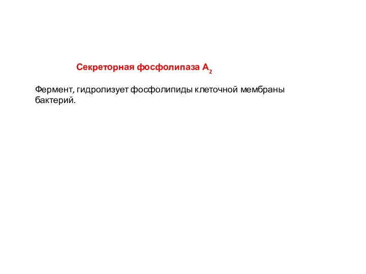 Секреторная фосфолипаза А2 Фермент, гидролизует фосфолипиды клеточной мембраны бактерий.